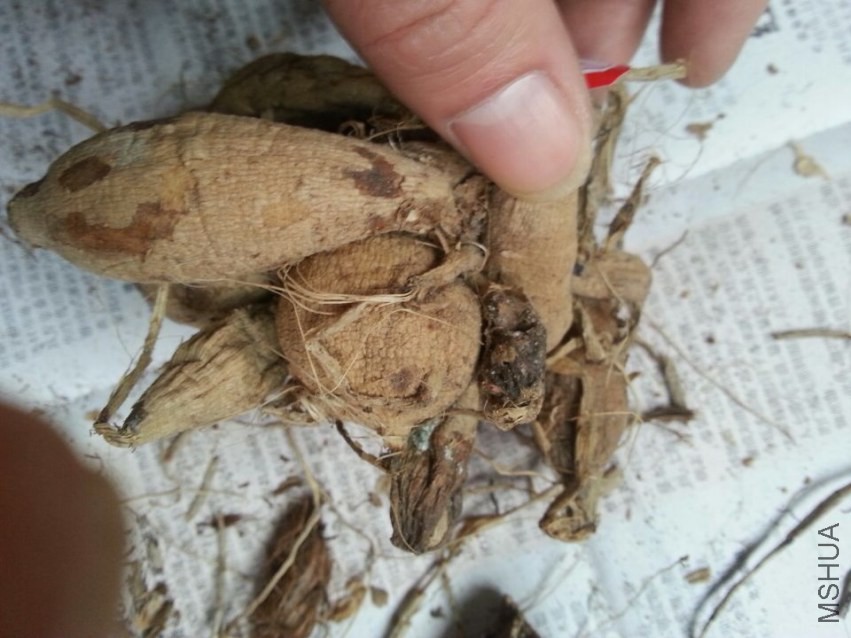 ������ (2).jpg