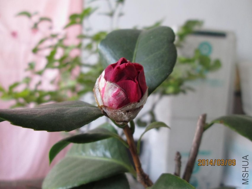 ��Ƭ 010.JPG
