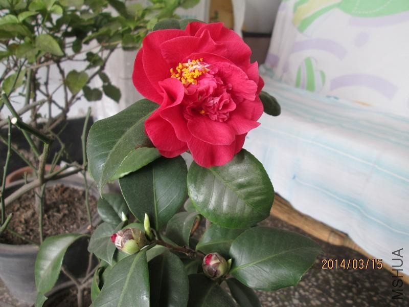 ��Ƭ 039.JPG