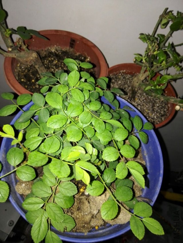 ���ڵ����ӣ�����