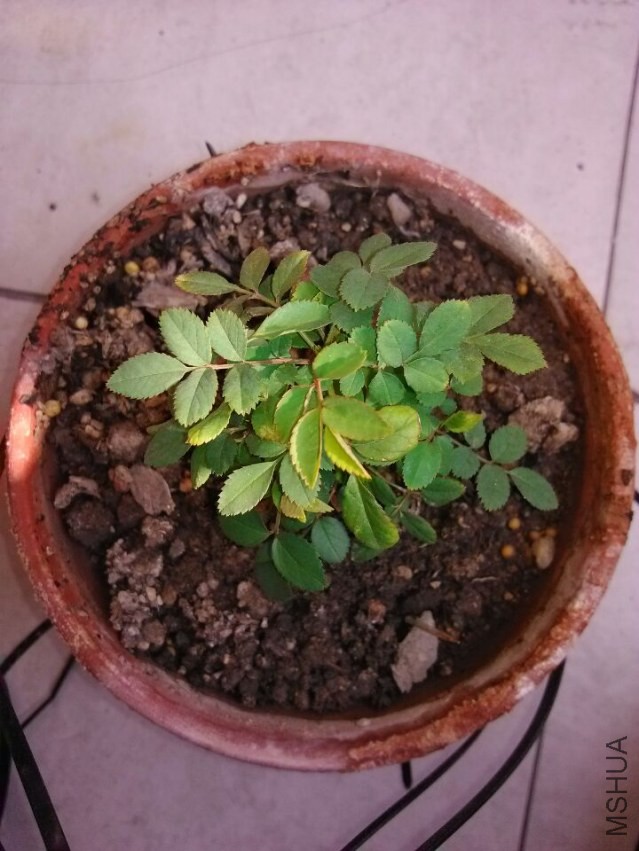 ���º��һ����