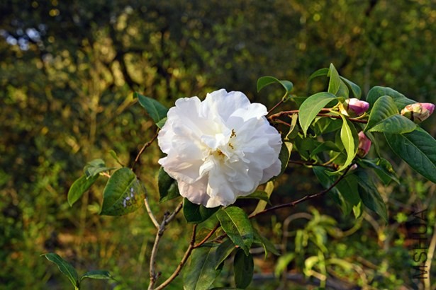 _DSC9086_edited-2.jpg