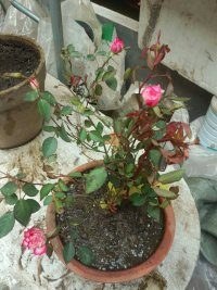 ���Ǹջ��������ӣ����������Ժ�͸���ϸ��֦�������ˣ�ʣ�¹�ͺͺ�Ĺ���