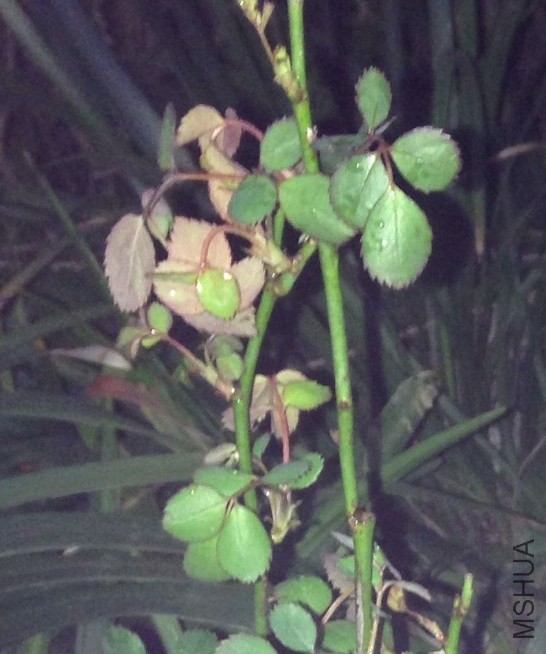 QQ��ͼ20140317200932.jpg