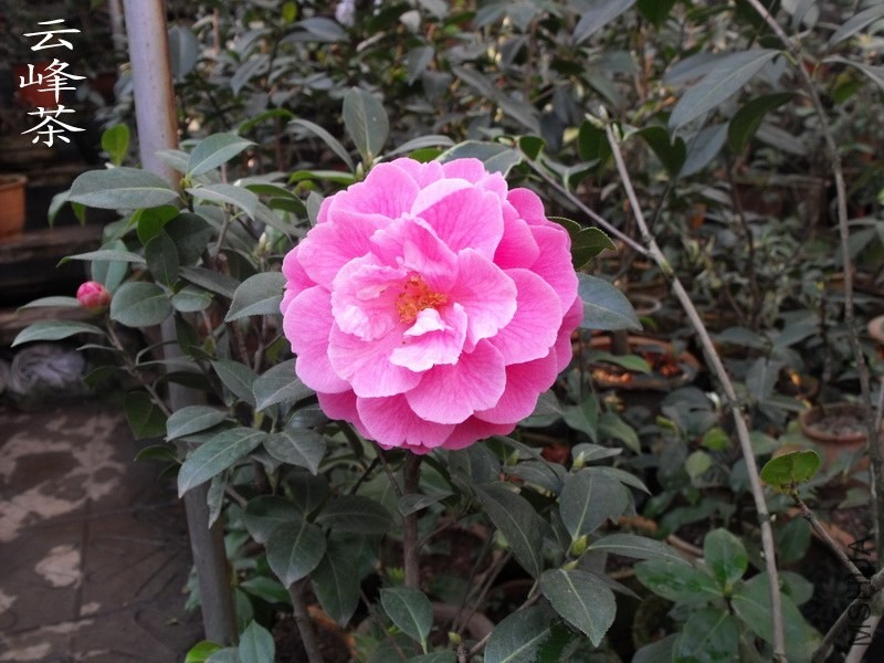 DSCF3334_������С.jpg
