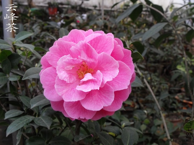 DSCF3330_������С.jpg