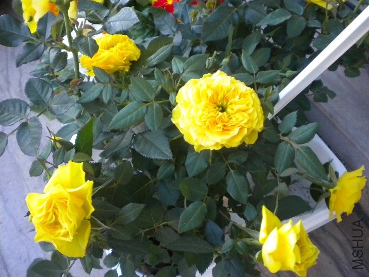 DSCN48531.jpg