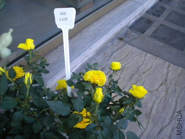 DSCN48521.jpg