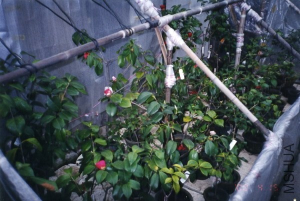 Mr. Huang's Camellia seedlings.jpg