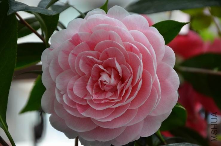 ������С DSC_1953.JPG