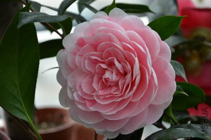 ������С DSC_1955.JPG