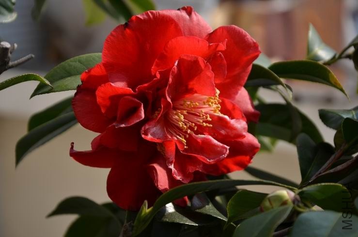 ������С DSC_1983.JPG