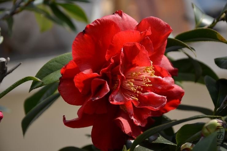 ������С DSC_1986.JPG