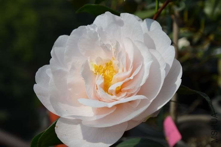 ������С DSC_1995.JPG