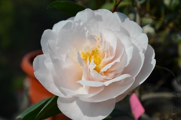 ������С DSC_1999.JPG