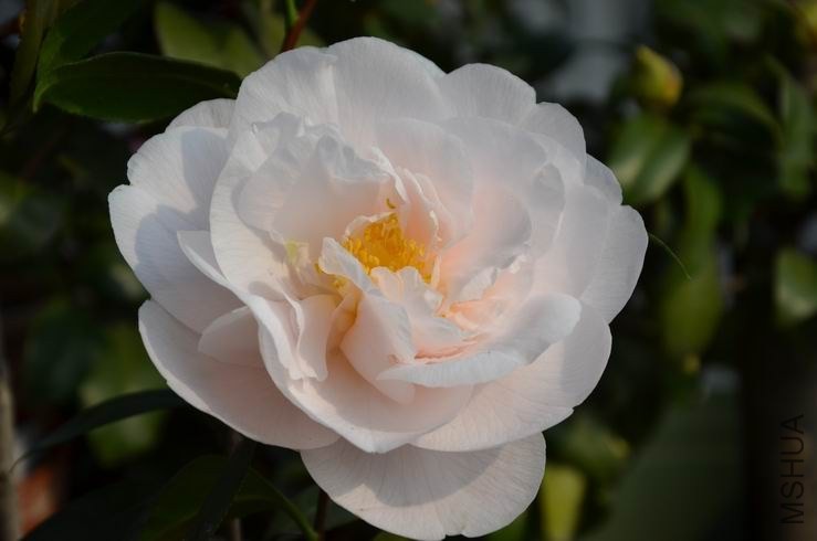 ������С DSC_2000.JPG