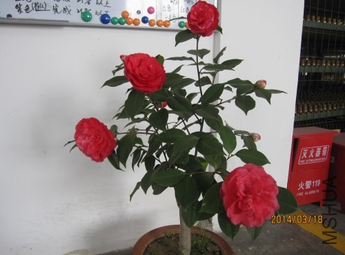 IMG_0878.jpg
