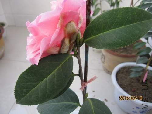 IMG_0870.jpg