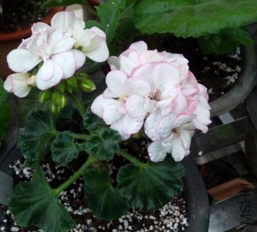 ���Ǽҵ�603���������ô�����ӣ�һֱ�ڿ�����