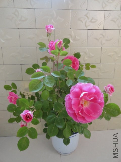 DSC02202.JPG