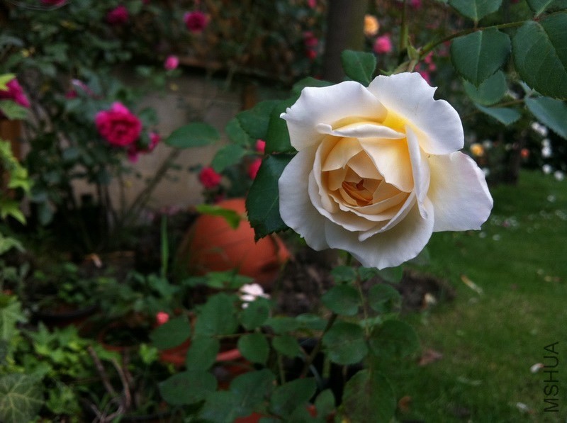������С IMG_4755.jpg