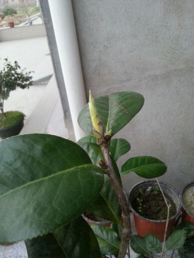 ����˹����