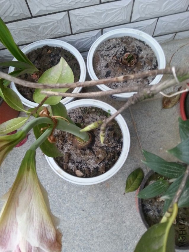 ����˹����