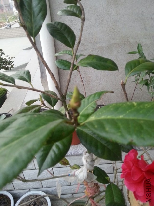 ����˹����