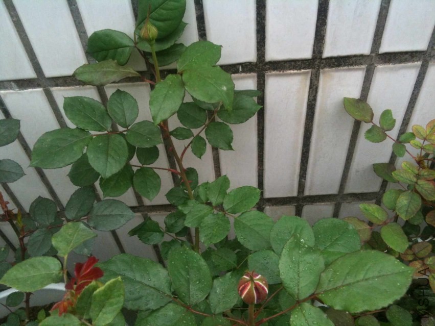 2014-03-19 082746.jpg