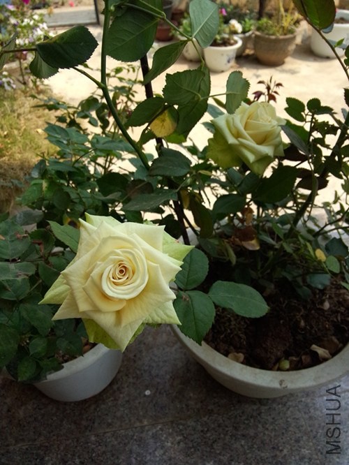 IMG20140319130215_����.jpg