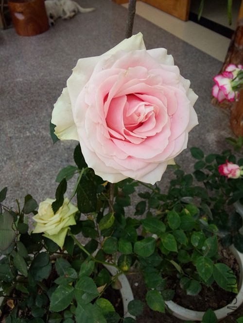 IMG20140319130230_����.jpg