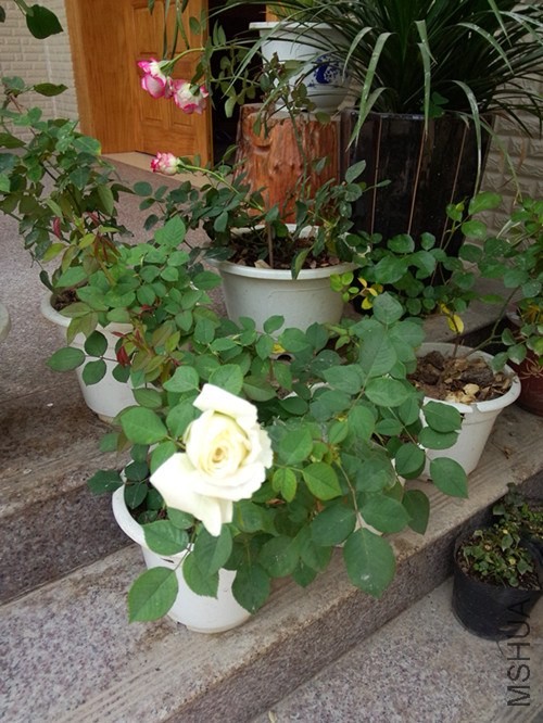 IMG20140319130653_����.jpg