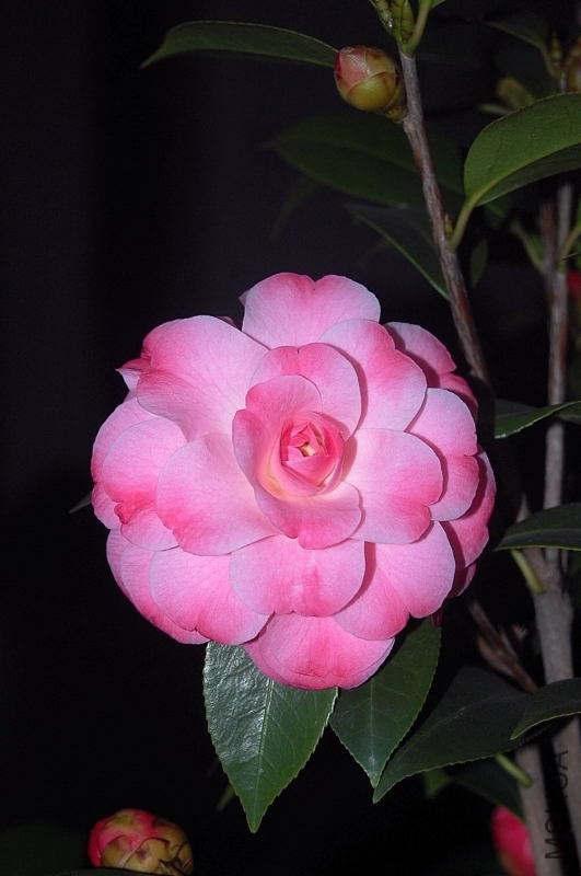 DSC_00910091.JPG