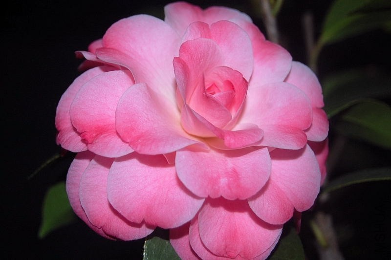 DSC_00900090.JPG