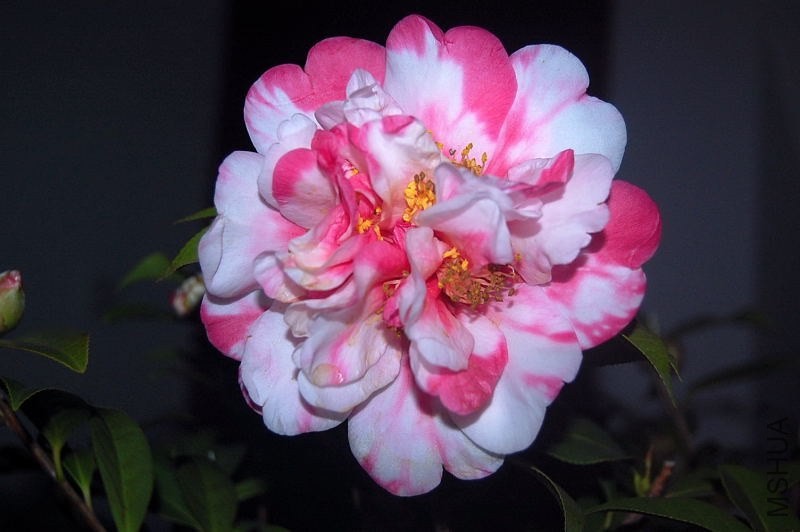 DSC_00880088.JPG