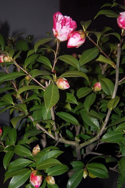 DSC_00830083.JPG
