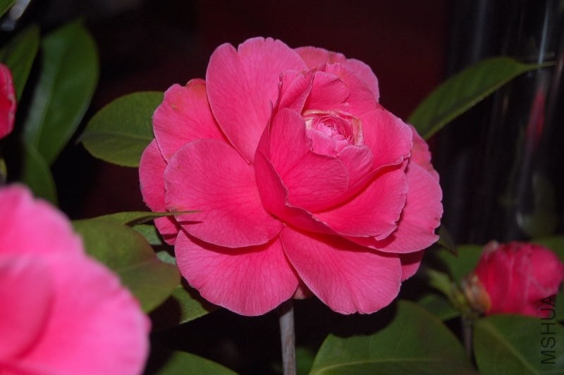 DSC_00740074.JPG