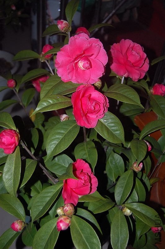 DSC_00760076.JPG