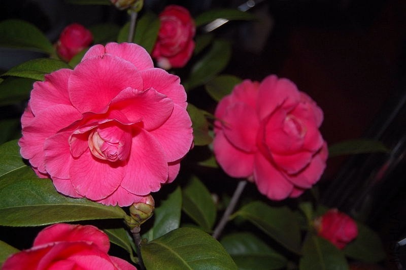 DSC_00730073.JPG