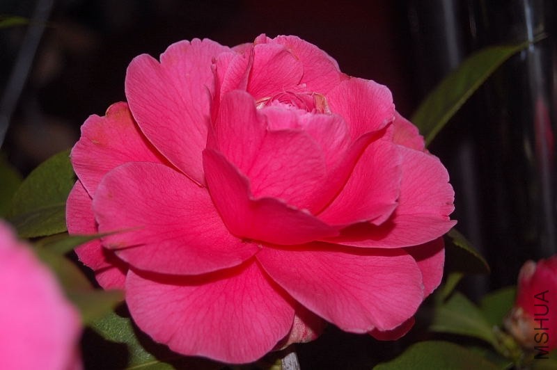 DSC_00790079.JPG
