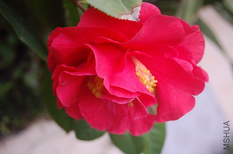 DSC_01060106.JPG