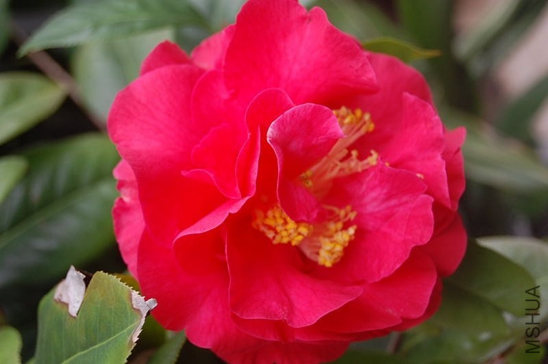 DSC_01050105.JPG