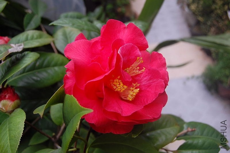 DSC_01030103.JPG