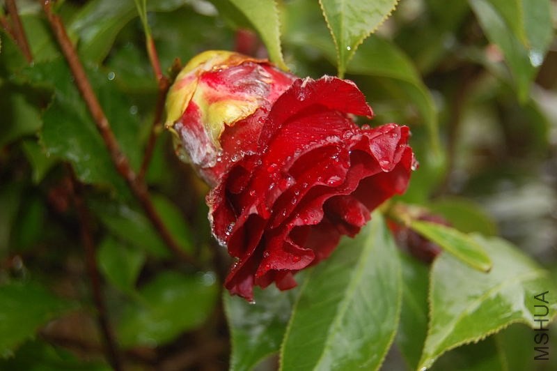 DSC_00530053.JPG