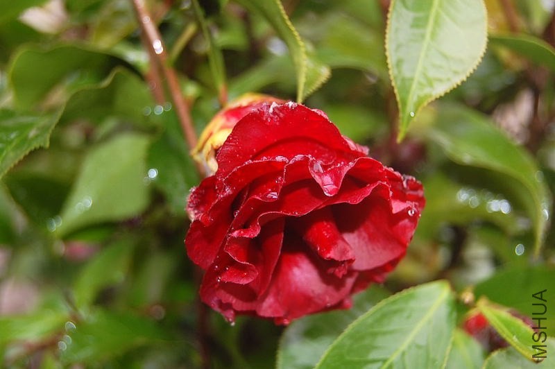 DSC_00520052.JPG