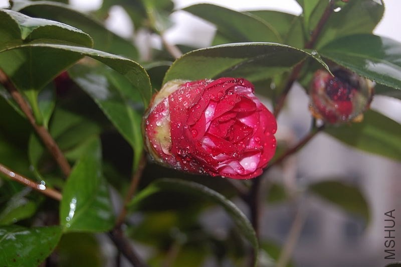 DSC_00270027.JPG