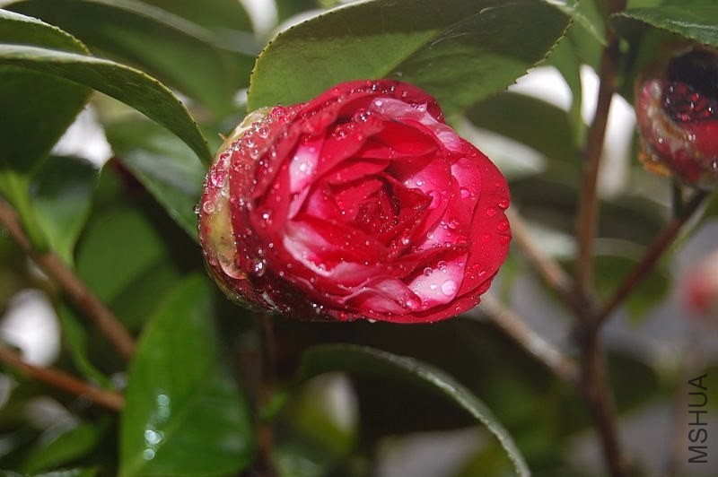 DSC_00260026.JPG