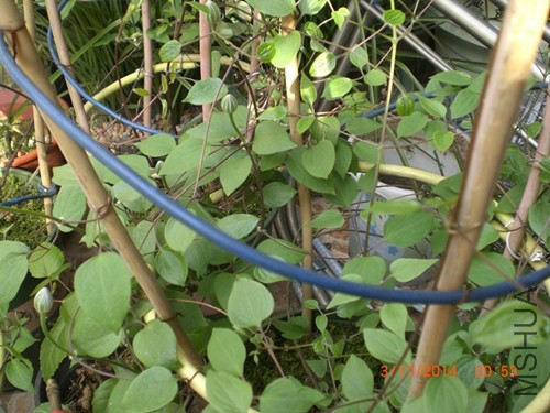 CIMG3677_����.jpg