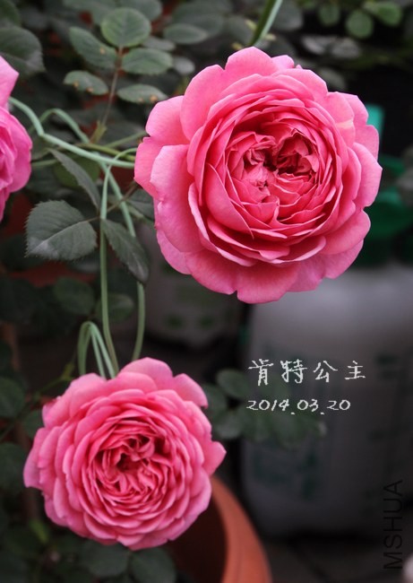 1IMG_0428.jpg