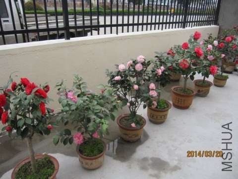 IMG_0918.jpg